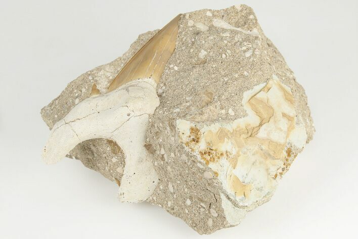 Otodus Shark Tooth Fossil in Rock - Huge Tooth! #201147